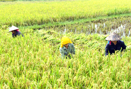 Nông dân xã Sơn A, huyện Văn Chấn thu hoạch lúa xuân
